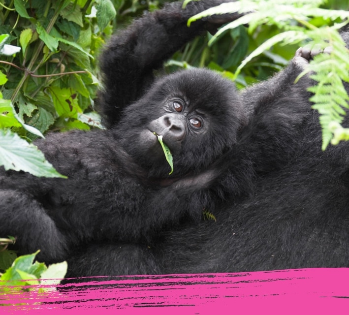 Rainforest gorilla relaxing and chewing leaves