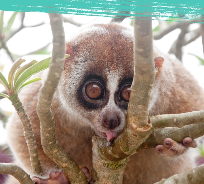 Slow loris relaxing on a tree