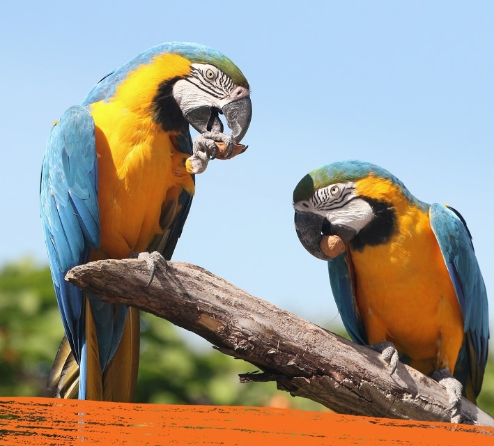 Two parrots eating their food