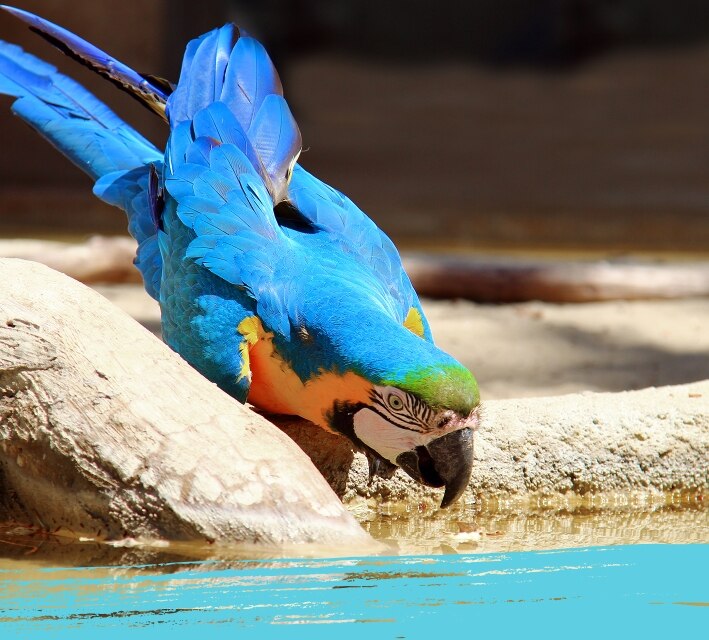Blue and gold macaw drinking water