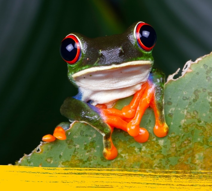Close up of a red eye tree frog in its natural habitat