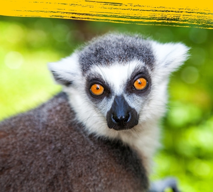 Close up of the face of a lemur in its natural habitat