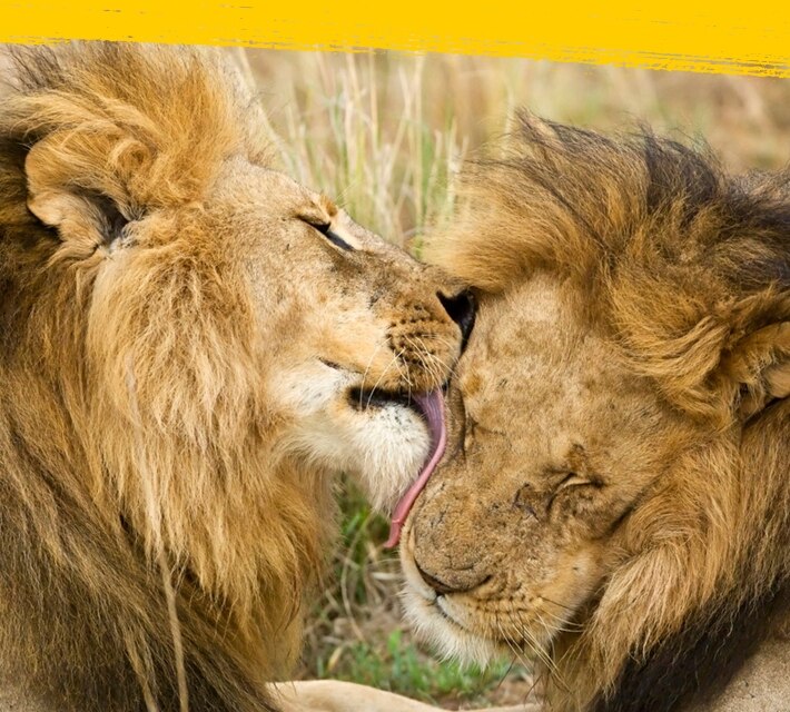 Two lions licking each other