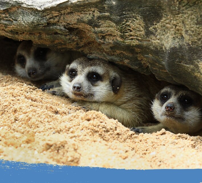 Group of meerkats hiding in an underground burrow