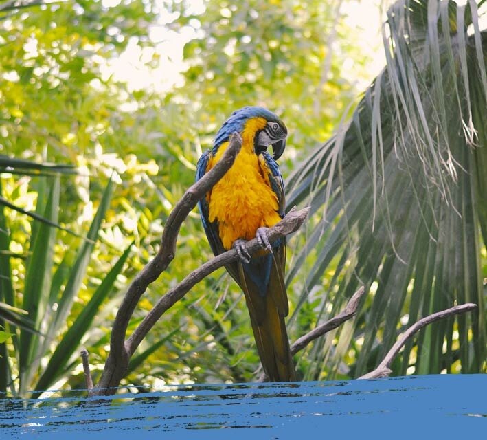 Blue and gold macaw standing on a tree