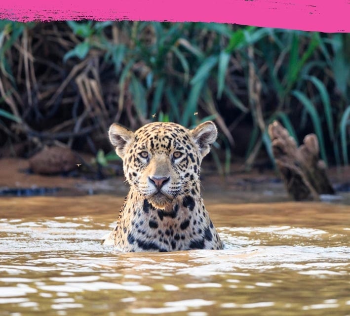 Jaguar staying still in a water pond