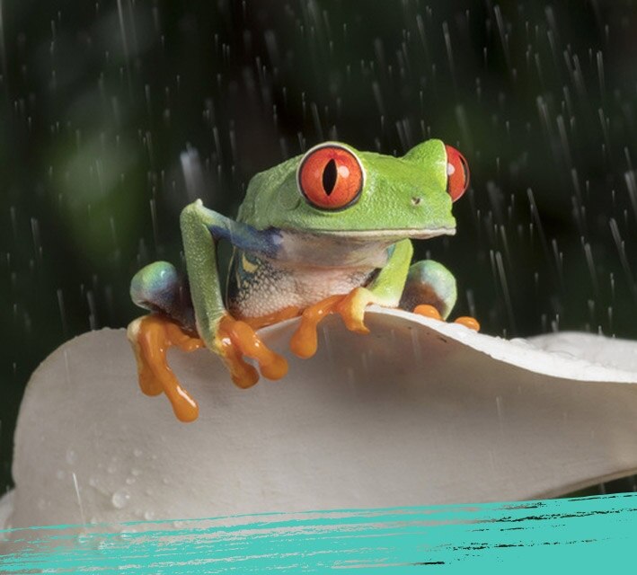 Close up of a red eye tree frog on a leaf