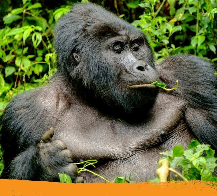 Gorilla eating its food