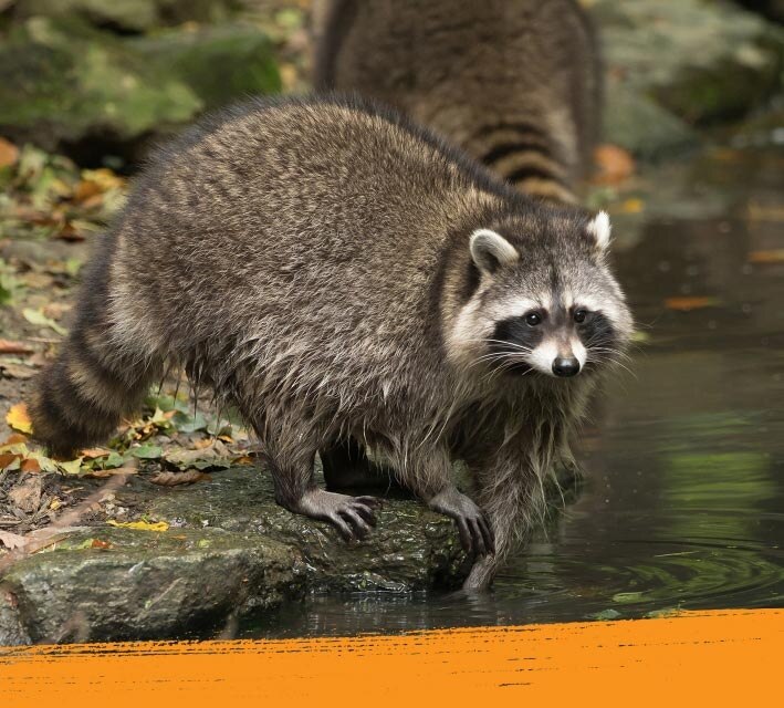 Racoon running in its natual habitat close to the water
