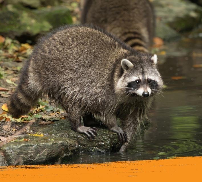 Racoon running in its natual habitat close to the water