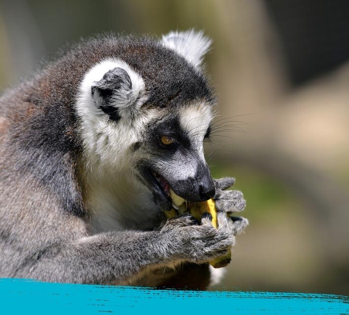 Lemur eating its food