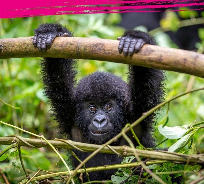 Baby gorilla hanging from a tree