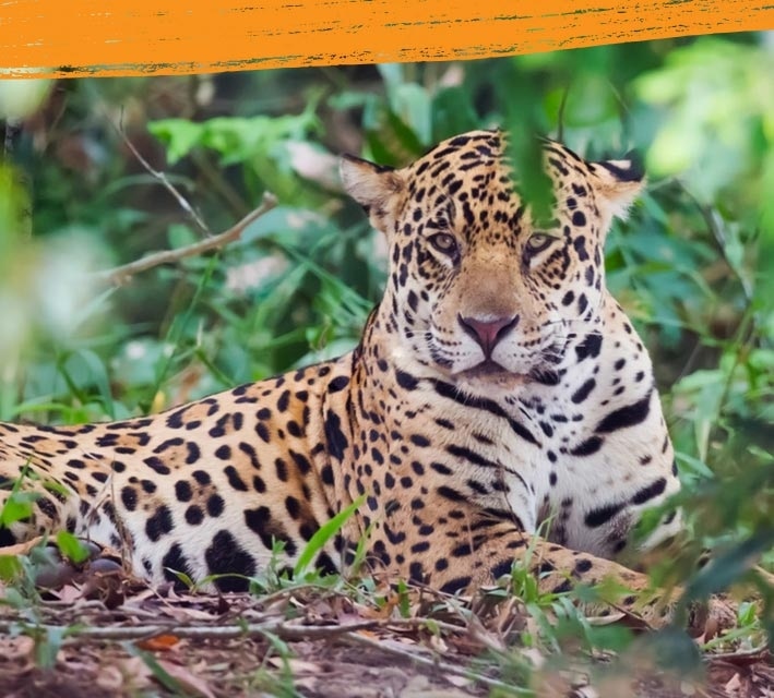 Jaguar sitting in its habitat