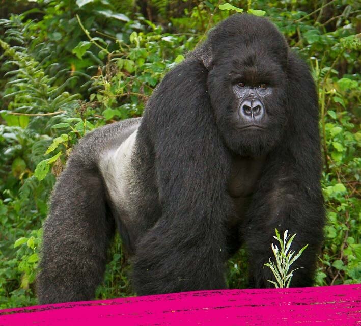 Big gorilla walking around in the rainforest