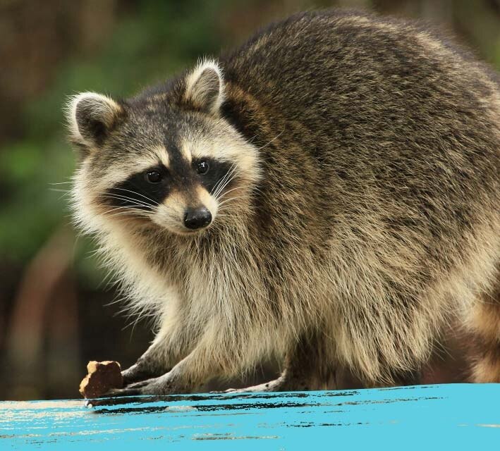 Racoon in its natural habitat
