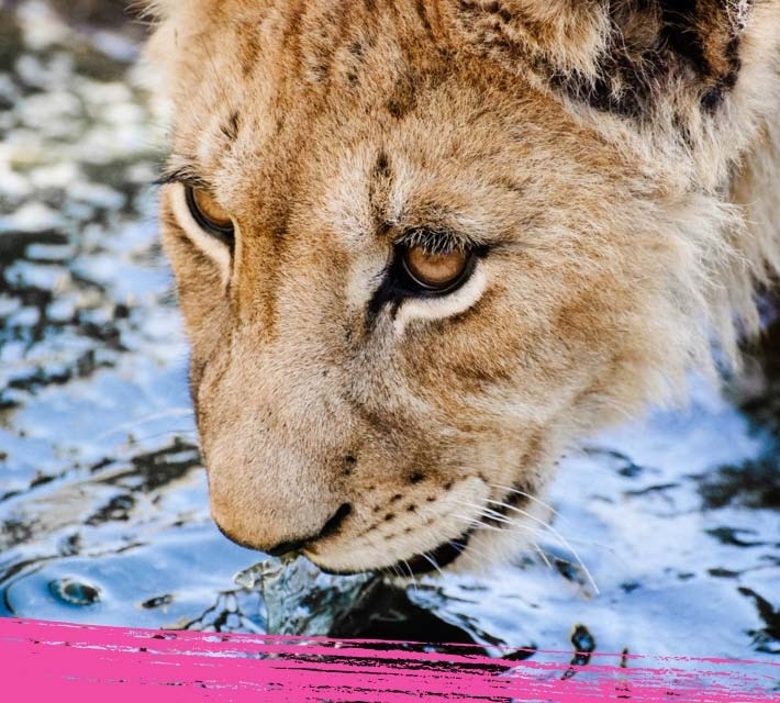 Lioness close up while drinking water