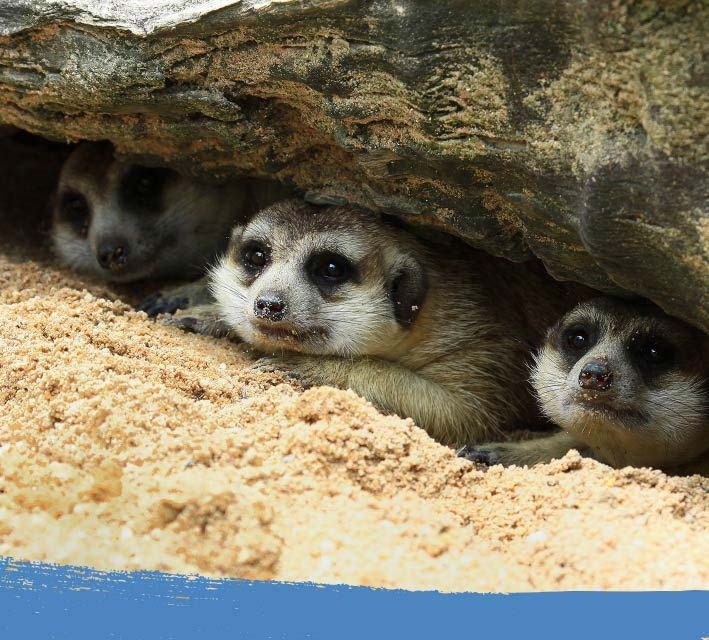 Group of meerkats hiding in an underground burrow