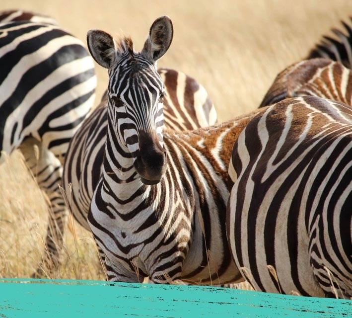 Close up of a zebra in a group