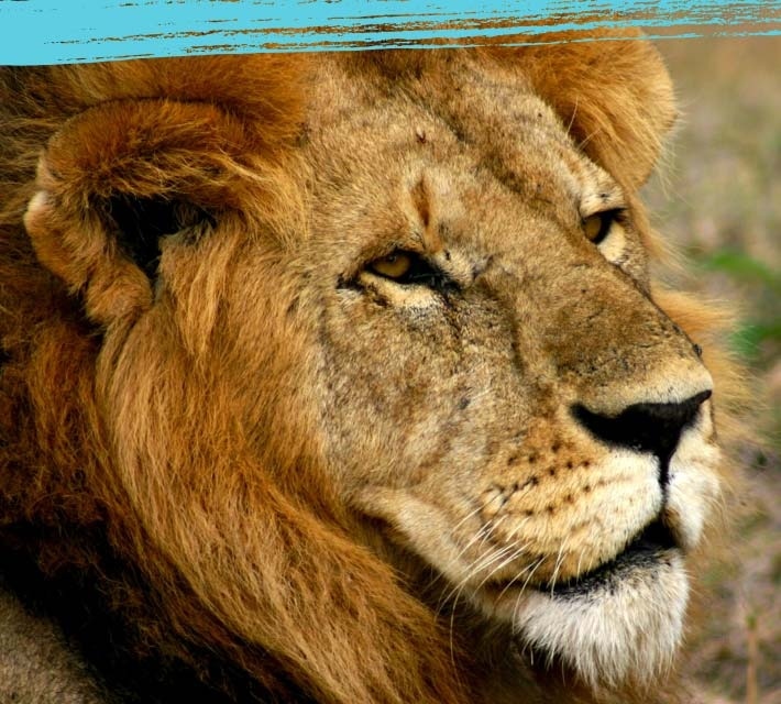 Close up of a lion face
