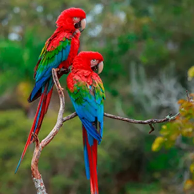 สัตว์ในป่าดิบชื้น