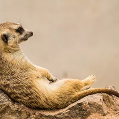 สัตว์ในทุ่งหญ้าสะวันนา