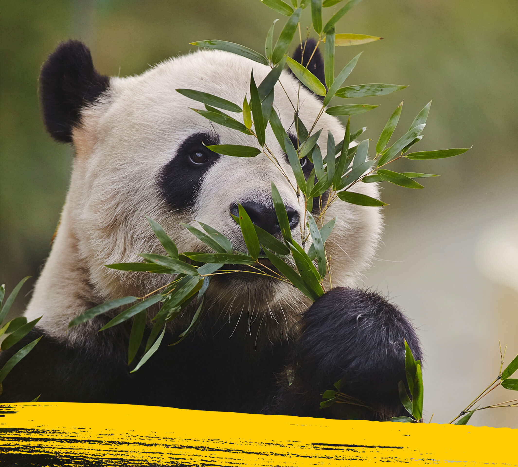 Eğlenceli Panda Gerçekleri Testi Nestle Pure Life