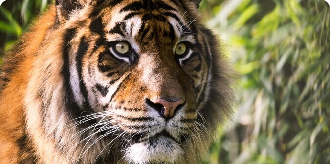 Tigers