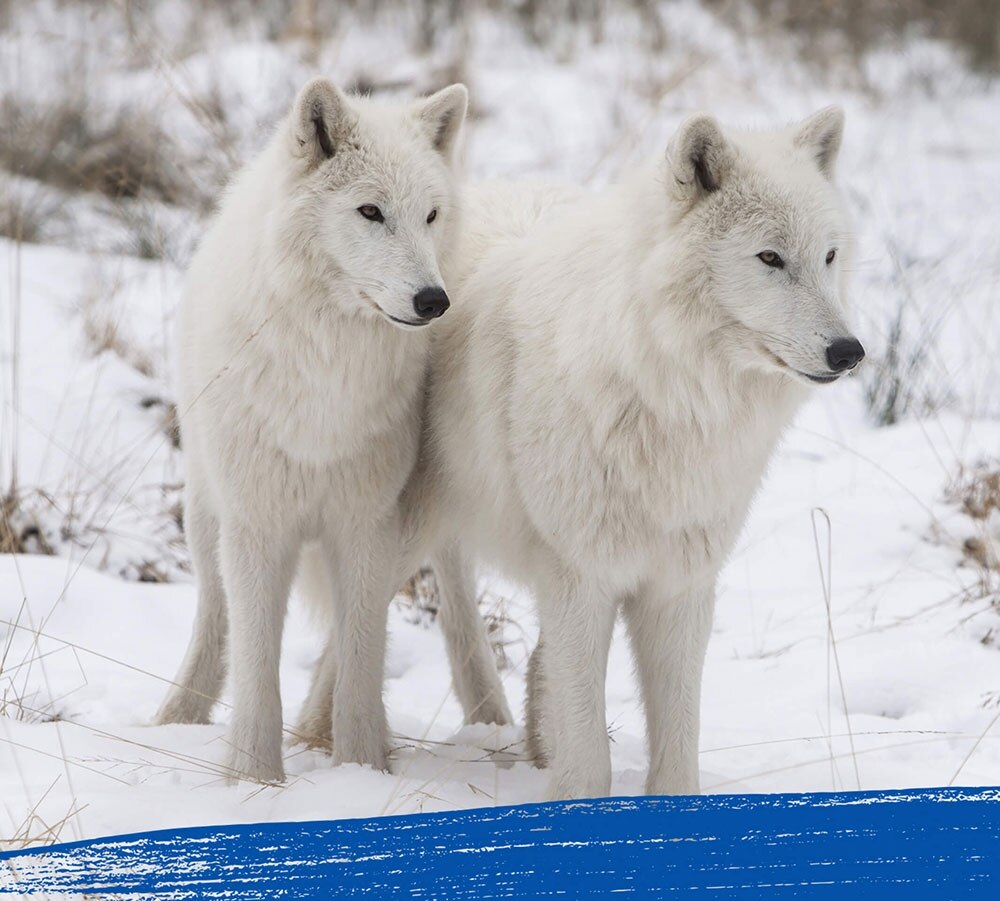 Two arctic wolves staring at something