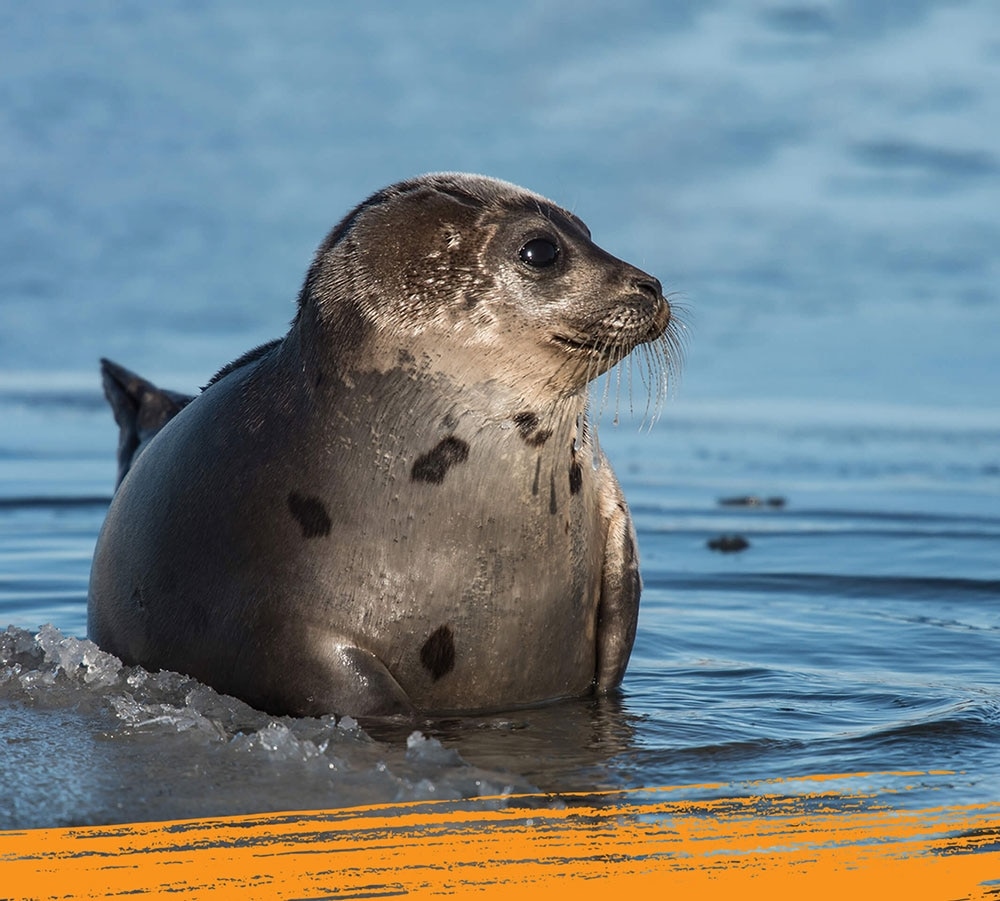 Harp seal emerging from a water pond