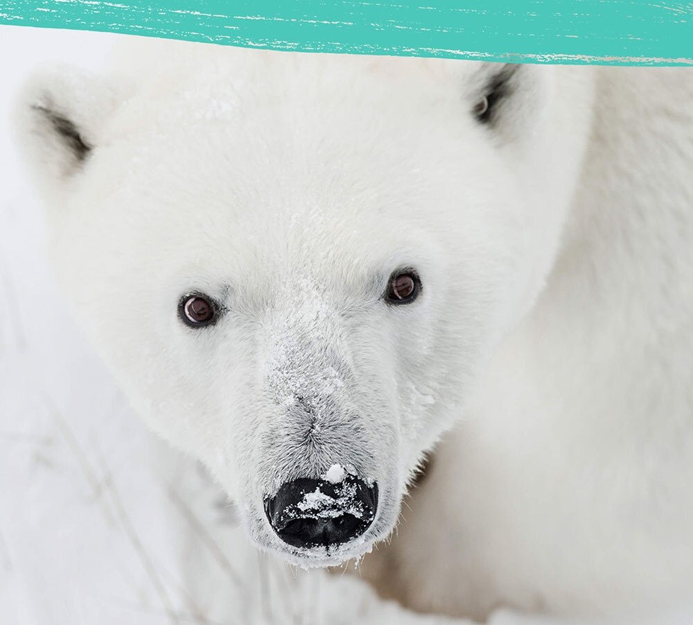 Close up of a polar bear