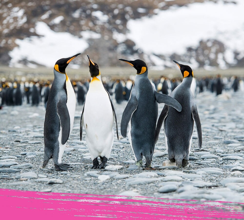 Group of emperor penguin standing close to each other