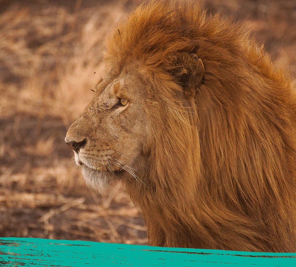 Close up of a lion in its natural habitat