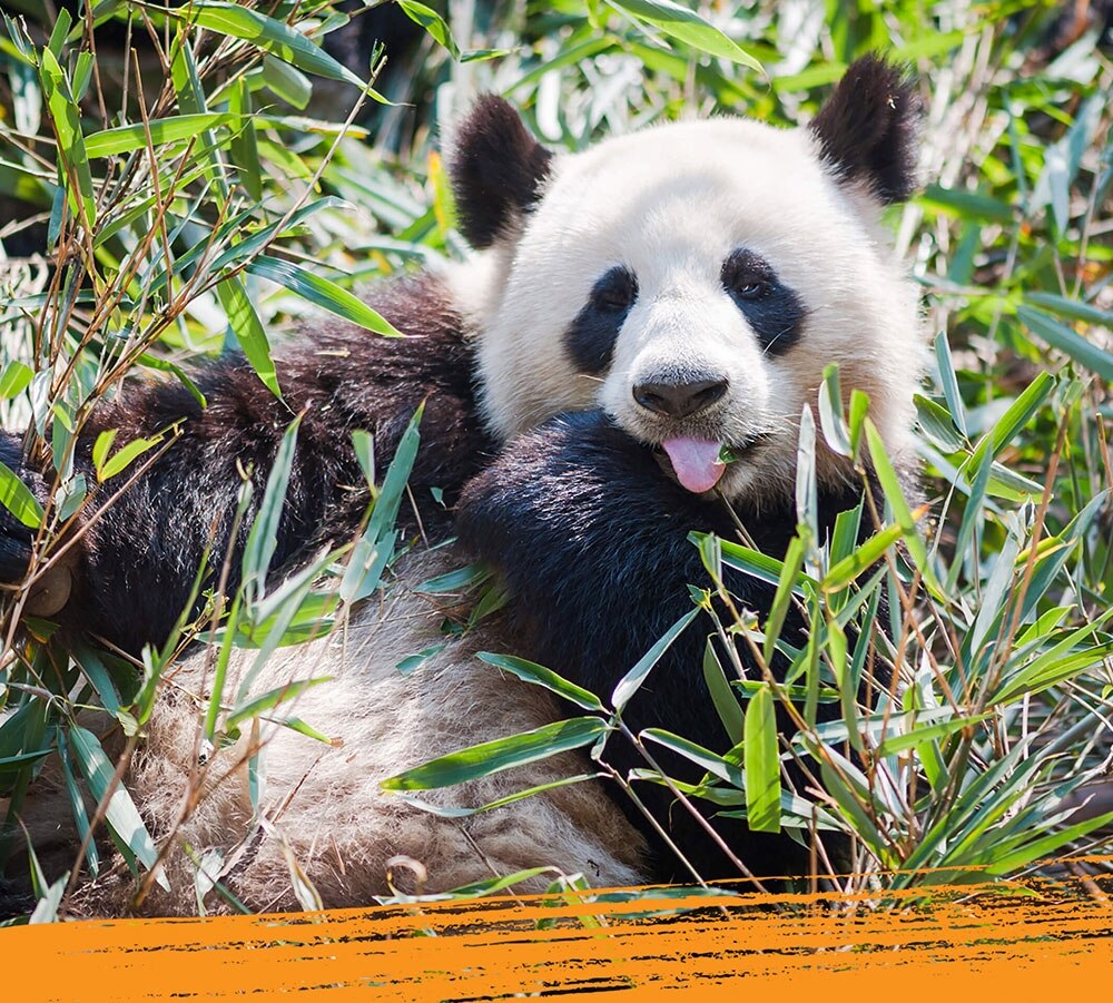 A giant panda in its natural habitat.