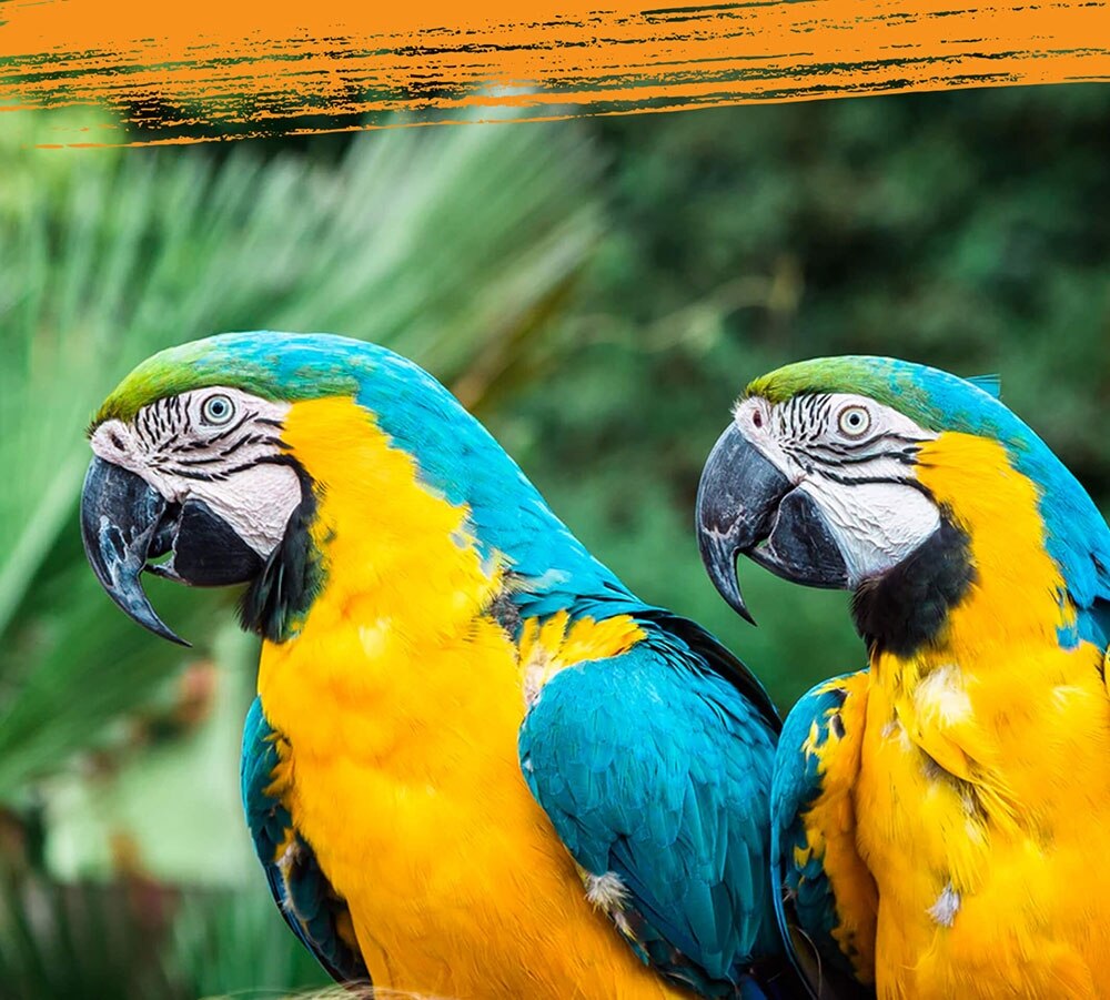 Two blue and gold macaws looking at each other