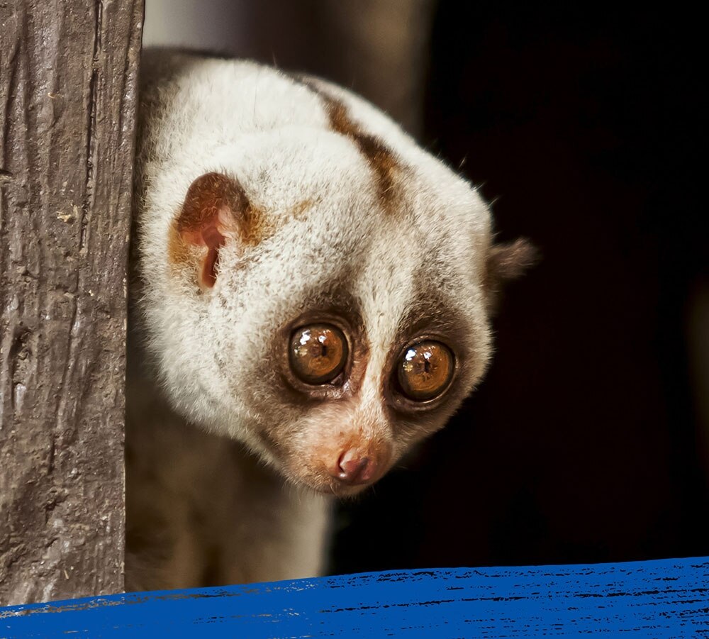 Close up of a slow loris in its natural habitat