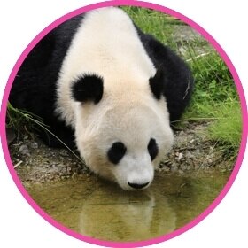 Giant panda drinking water from a river