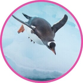 Kuzey kutup bölgesi pengueni, suyun içine dalıyor