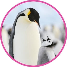 İmparator penguen, bebek imparator penguene bakıyor
