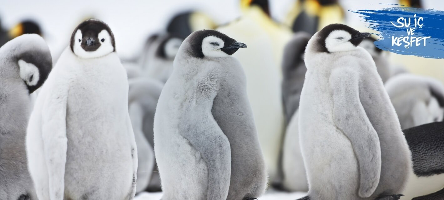 penguenler