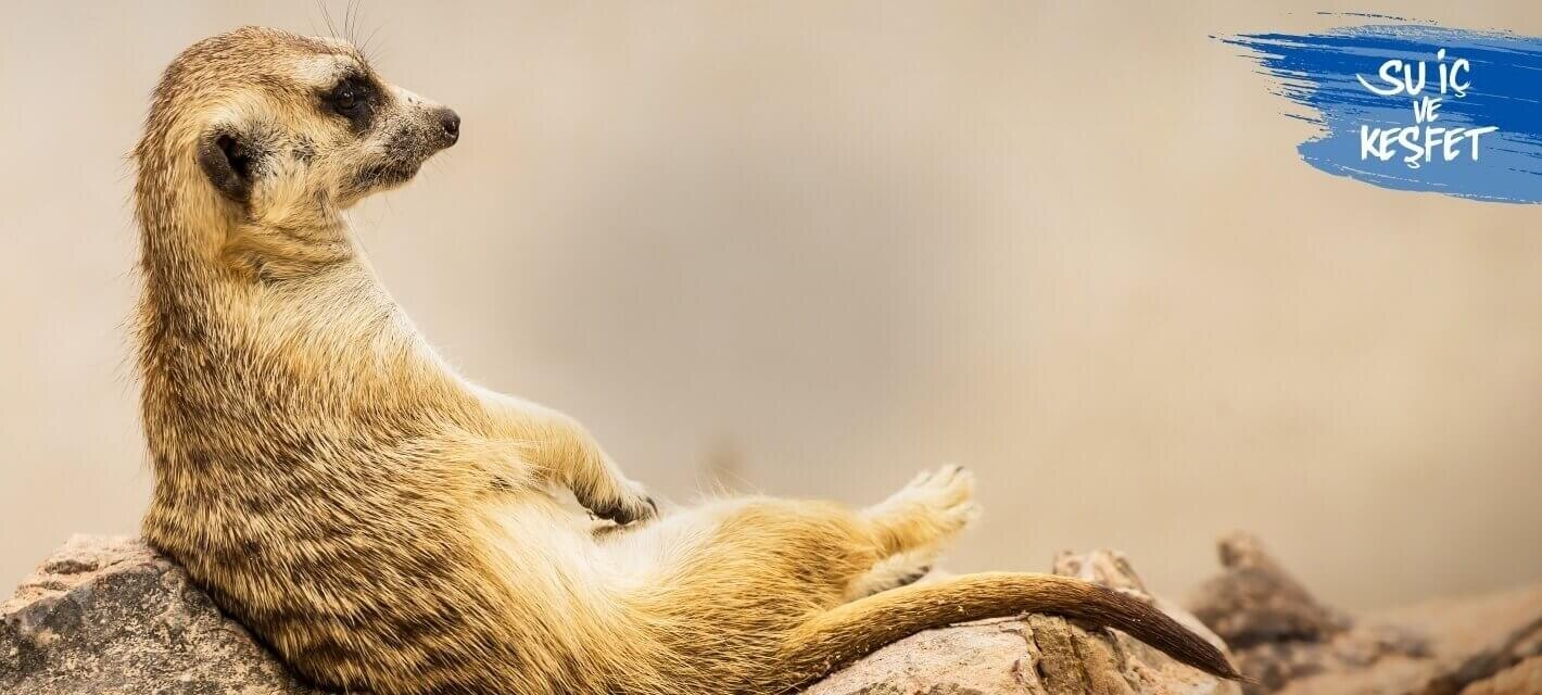 Meerkat liying down in its natural habitat