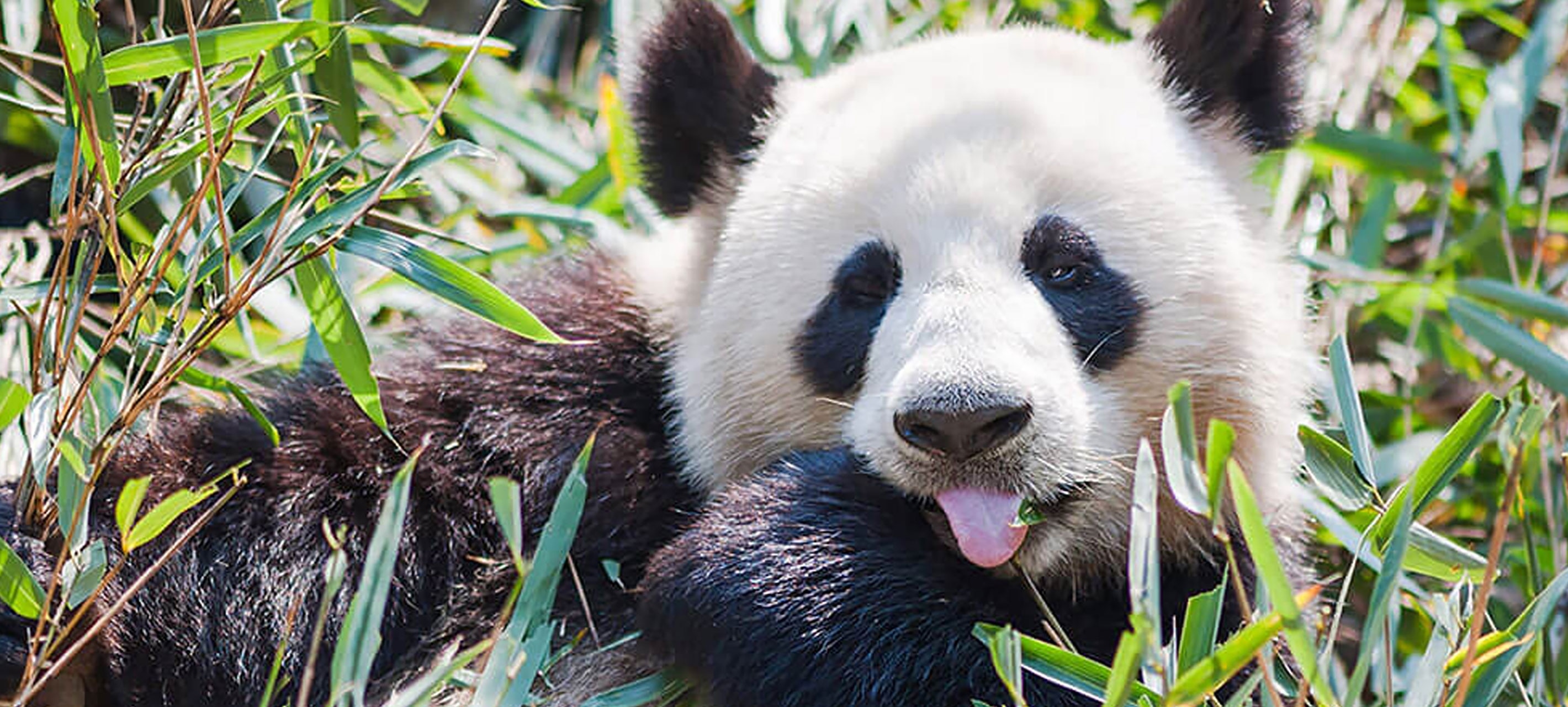 Panda in a tree in its natural habitat.