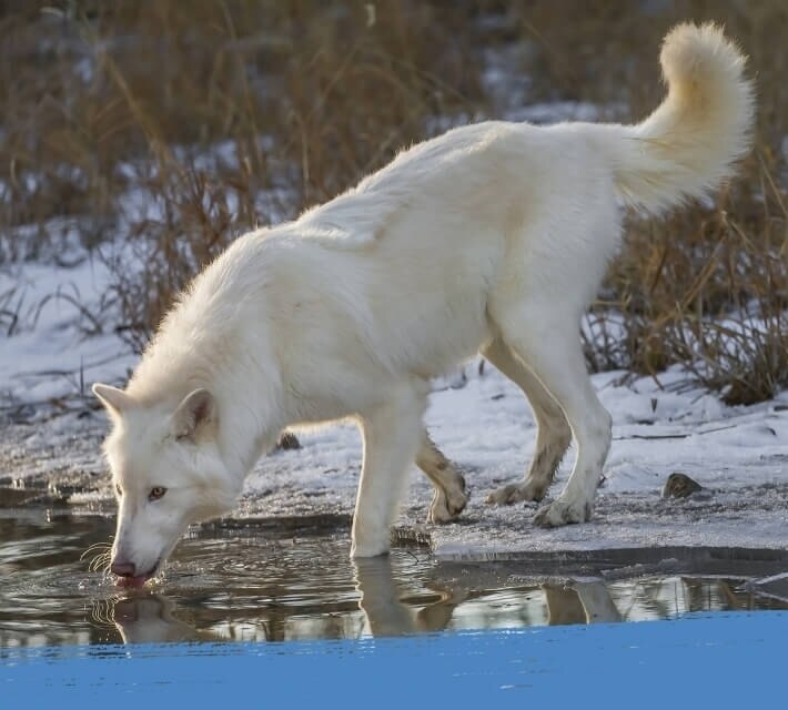Arctic wolf drinking from a water pond