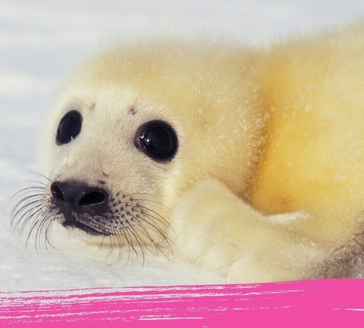 Close up of a harp seal pup