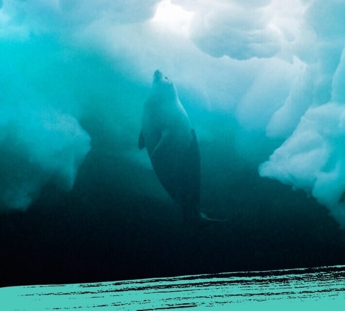 Arctic harp seal swimming