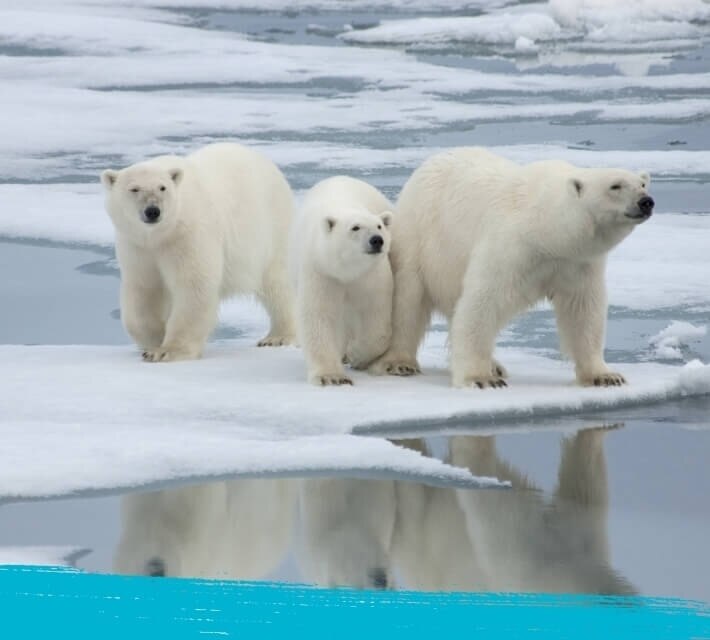 Polar bear with its two cubs
