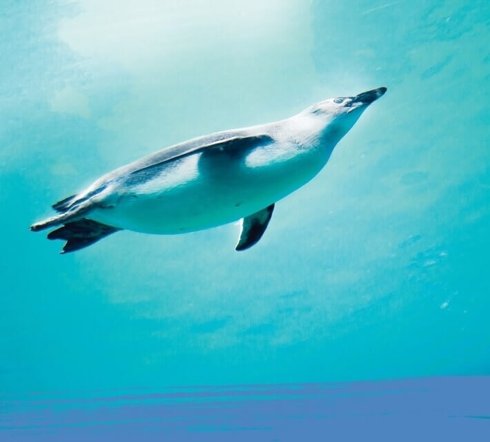 Emperor penguin swimming underwater