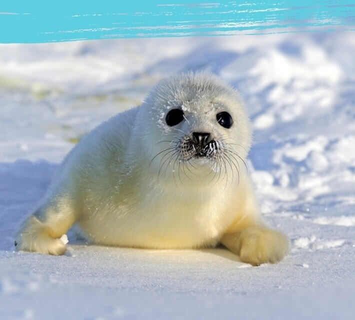 Baby harp seal in its natural habitat