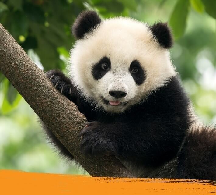 A giant panda relaxing on a tree in the wilderness