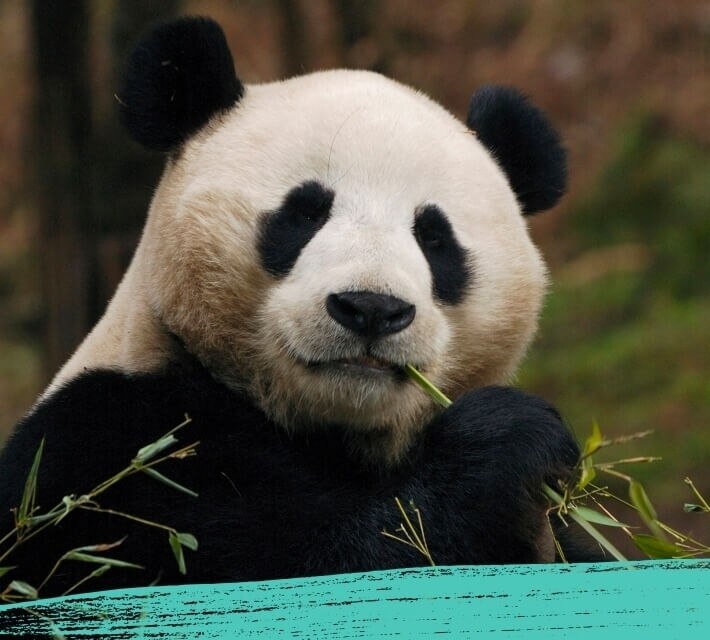 A black and white giant panda chewing on bamboo