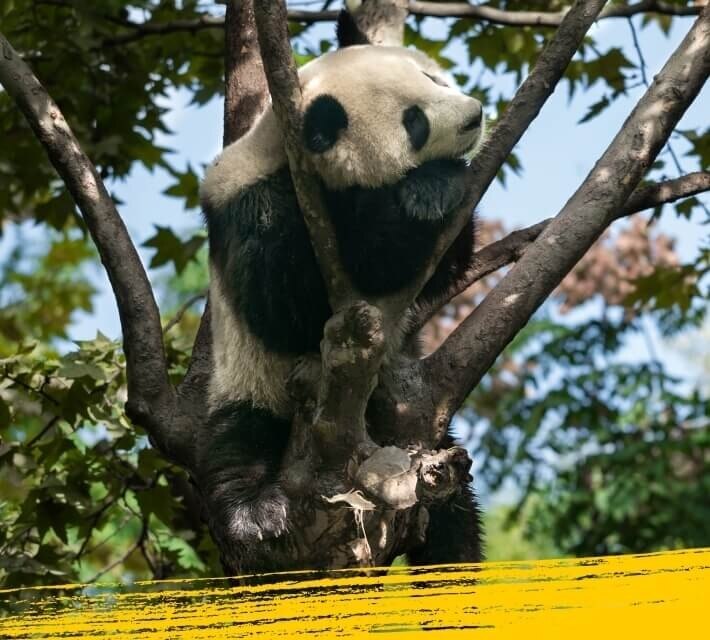 A giant panda sleeping in a bamboo tree